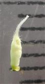 Pistil